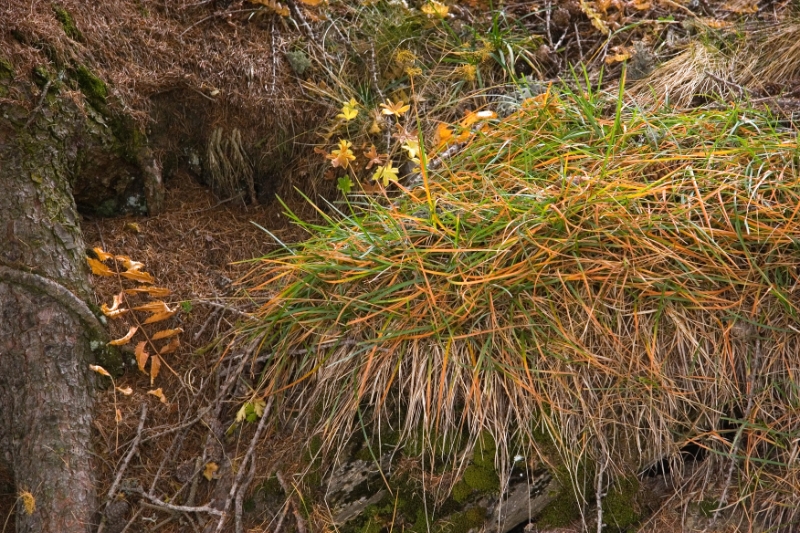 grass, Montana-Crans Switzerland.jpg